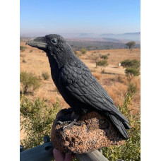 Wildcrete Common Raven